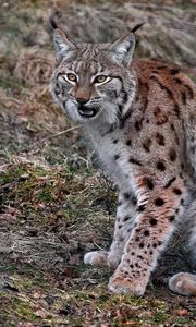 Preview wallpaper lynx, sitting, looking, red, gray