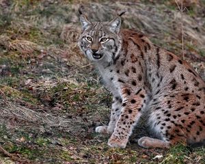 Preview wallpaper lynx, sitting, looking, red, gray