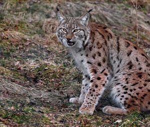 Preview wallpaper lynx, sitting, looking, red, gray