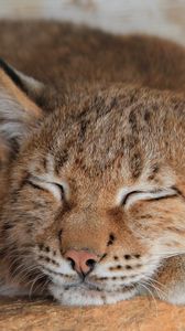 Preview wallpaper lynx, sleep, predator, face, big cat