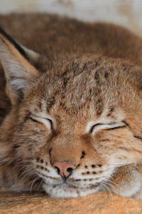 Preview wallpaper lynx, sleep, predator, face, big cat