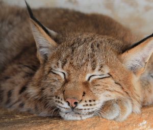 Preview wallpaper lynx, sleep, predator, face, big cat