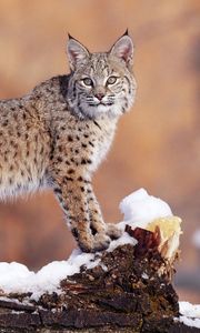 Preview wallpaper lynx, snow, big cat, beautiful