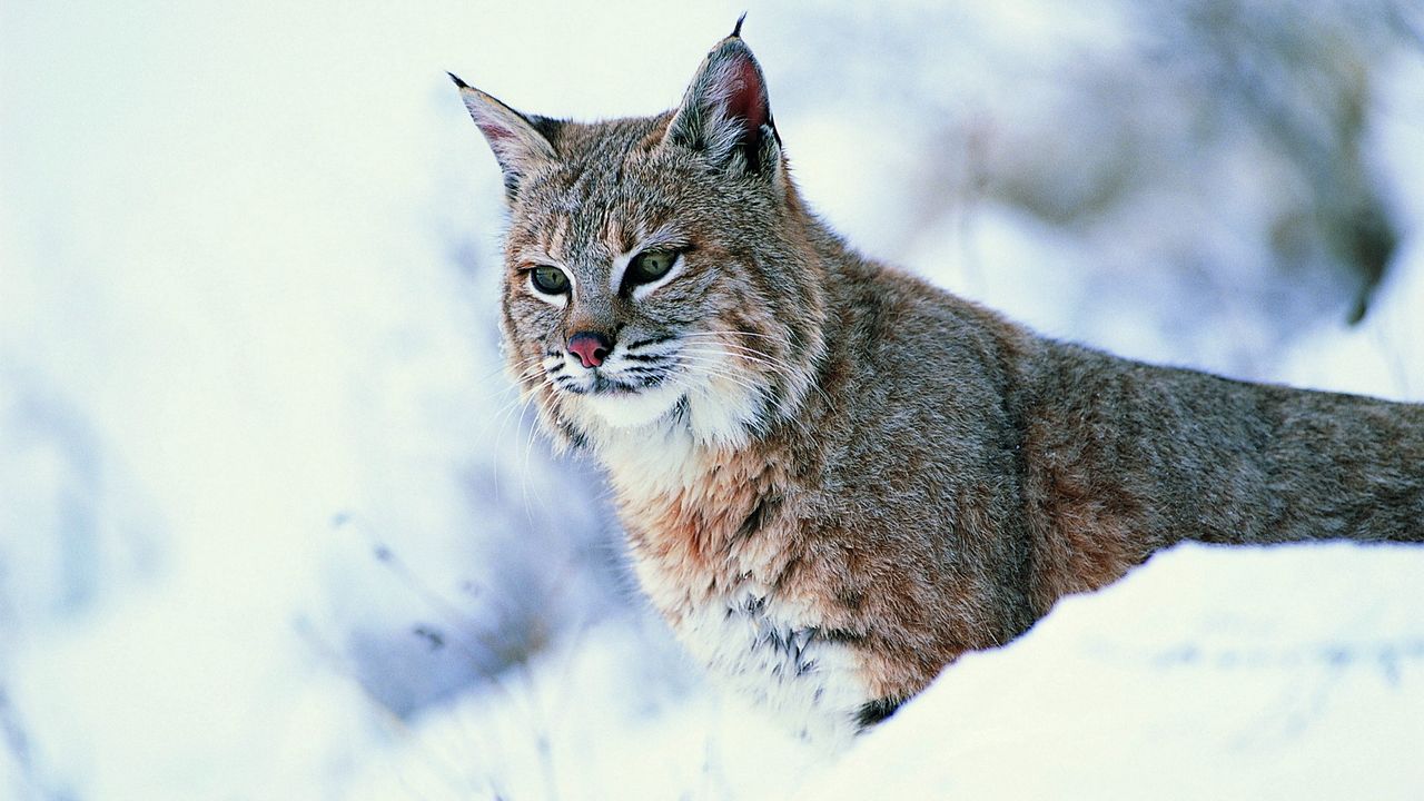 Wallpaper lynx, snow, big cat, predator