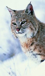 Preview wallpaper lynx, snow, big cat, predator