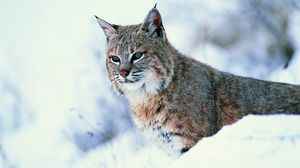 Preview wallpaper lynx, snow, big cat, predator