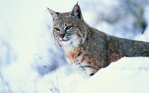 Preview wallpaper lynx, snow, big cat, predator