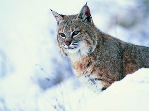 Preview wallpaper lynx, snow, big cat, predator