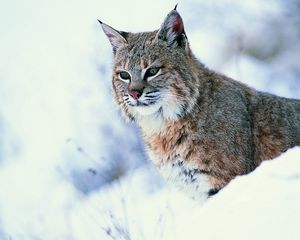 Preview wallpaper lynx, snow, big cat, predator