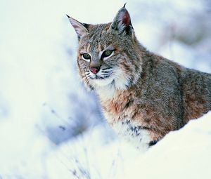 Preview wallpaper lynx, snow, big cat, predator