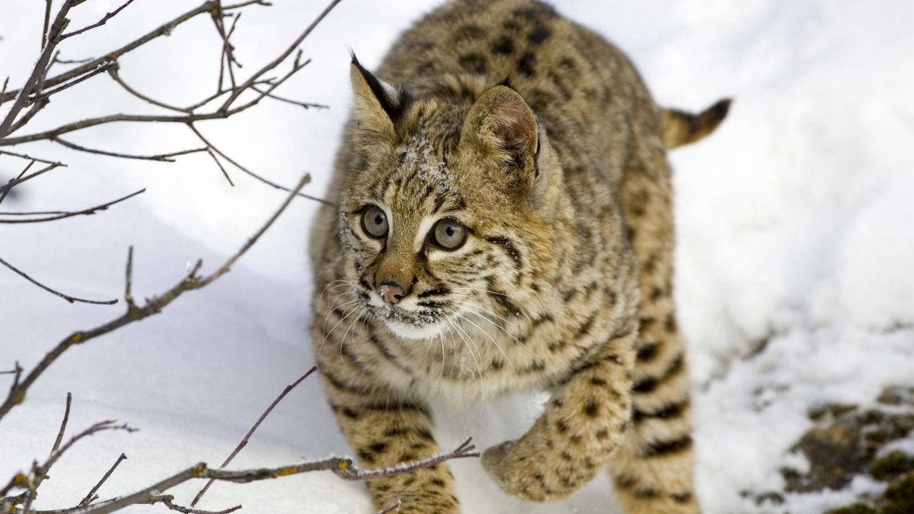 Wallpaper lynx, snow, branches, trees, hiding, hunting, care