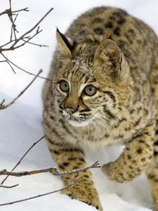 Preview wallpaper lynx, snow, branches, trees, hiding, hunting, care