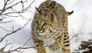Preview wallpaper lynx, snow, branches, trees, hiding, hunting, care