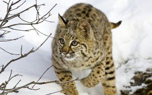 Preview wallpaper lynx, snow, branches, trees, hiding, hunting, care