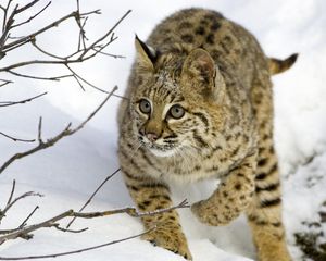 Preview wallpaper lynx, snow, branches, trees, hiding, hunting, care