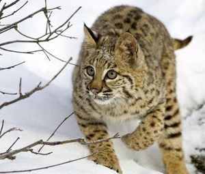 Preview wallpaper lynx, snow, branches, trees, hiding, hunting, care