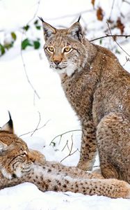 Preview wallpaper lynx, snow, branches