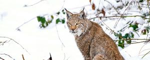 Preview wallpaper lynx, snow, branches