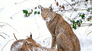 Preview wallpaper lynx, snow, branches