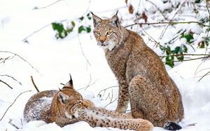 Preview wallpaper lynx, snow, branches