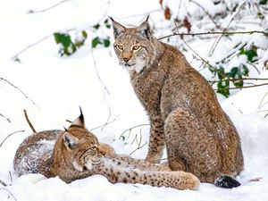 Preview wallpaper lynx, snow, branches