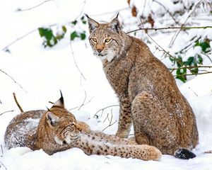 Preview wallpaper lynx, snow, branches