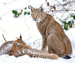 Preview wallpaper lynx, snow, branches