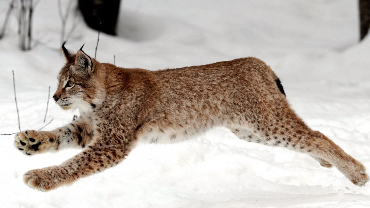 Wallpaper lynx, snow, jump, winter