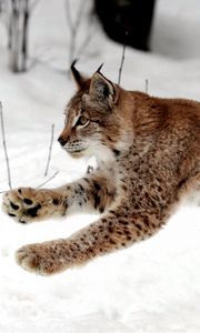 Preview wallpaper lynx, snow, jump, winter