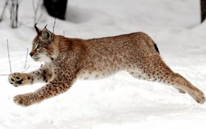 Preview wallpaper lynx, snow, jump, winter