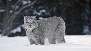 Preview wallpaper lynx, snow, predator, big cat