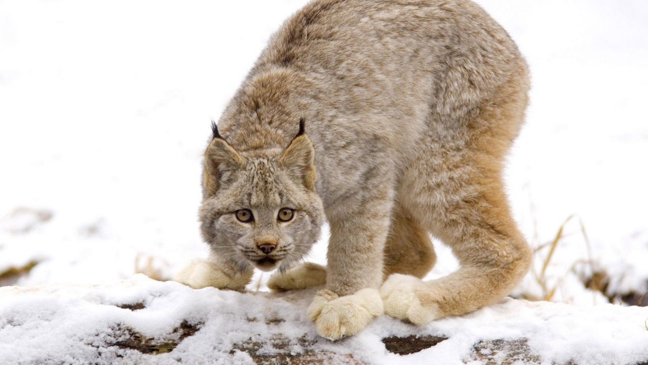 Wallpaper lynx, snow, predator, look, caution
