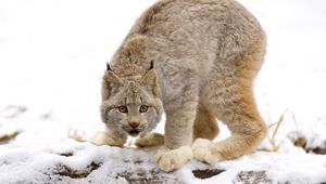 Preview wallpaper lynx, snow, predator, look, caution