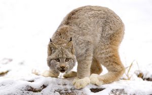 Preview wallpaper lynx, snow, predator, look, caution