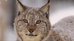 Preview wallpaper lynx, snow, spotted, predator, snout