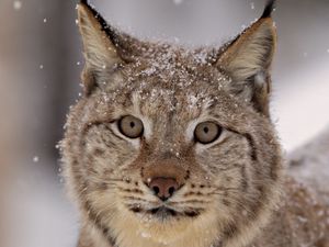 Preview wallpaper lynx, snow, spotted, predator, snout