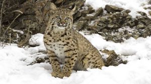 Preview wallpaper lynx, snow, tree, predator, big cat
