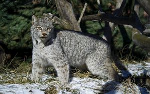 Preview wallpaper lynx, snow, walking, winter