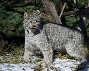 Preview wallpaper lynx, snow, walking, winter