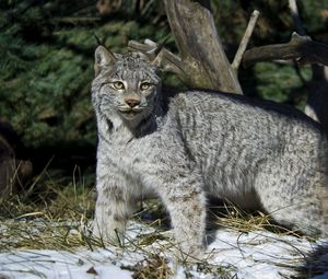 Preview wallpaper lynx, snow, walking, winter