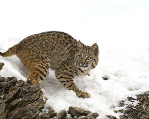 Preview wallpaper lynx, snow, white, scared