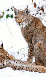 Preview wallpaper lynx, steam, snow, predators