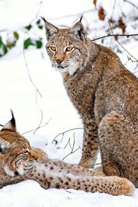 Preview wallpaper lynx, steam, snow, predators