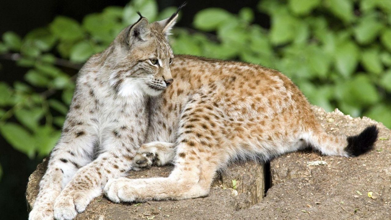 Wallpaper lynx, stone, lying, predator