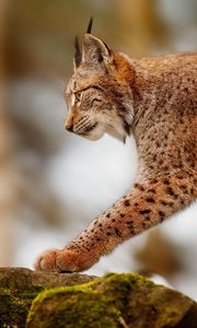 Preview wallpaper lynx, stone, walk