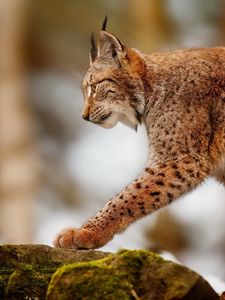 Preview wallpaper lynx, stone, walk