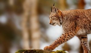 Preview wallpaper lynx, stone, walk