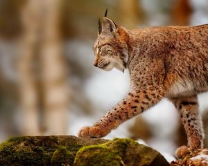 Preview wallpaper lynx, stone, walk