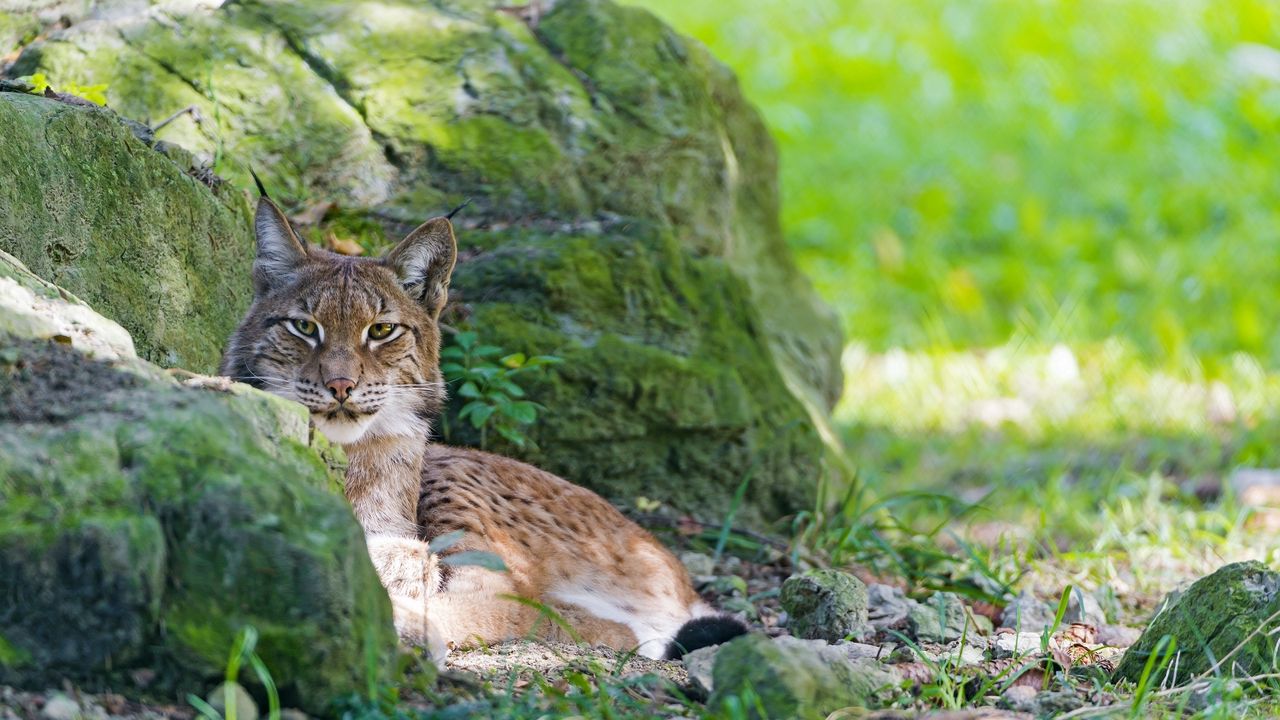 Wallpaper lynx, stones, moss, lie, predator