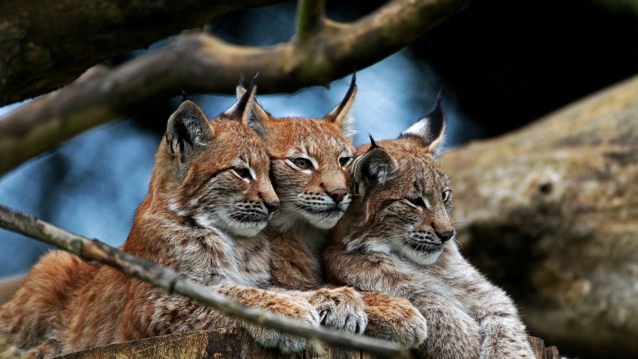 Wallpaper lynx, three, lie, hide